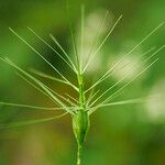 Aegilops neglecta Fruit