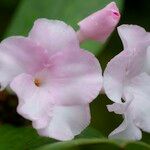 Rhododendron mogeanum Flor