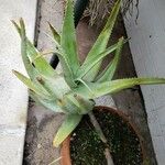 Aloe globuligemma आदत