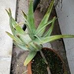 Aloe globuligemma Hàbitat