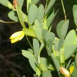 Chamaecrista diphylla Flower