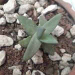 Pleiospilos simulansപുഷ്പം