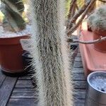 Cleistocactus hyalacanthus Liść