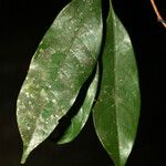Sarcaulus brasiliensis Yaprak