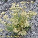 Ligusticum ferulaceum Habitat