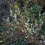 Spiraea hypericifolia عادت داشتن