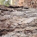Eucalyptus ovata Corteza