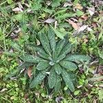 Echium asperrimum Leaf