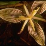 Scoliopus bigelovii Blüte