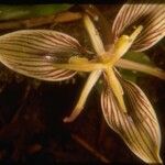 Scoliopus bigelovii Flower