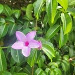 Cryptostegia madagascariensis Leaf