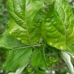 Malus domestica Leaf