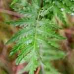 Tanacetum vulgare Leaf