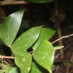 Schnella guianensis Leaf