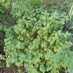 Lantana involucrata Buveinė