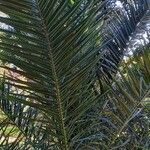 Phoenix canariensis برگ