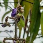 Dichorisandra penduliflora Fruto