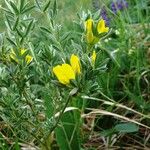 Chamaecytisus austriacus Flower