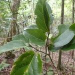 Celtis conferta Blatt