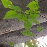 Aphananthe aspera Leaf