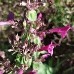 Lepechinia hastata Flor