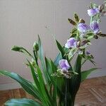 Zygopetalum maculatum Hábito