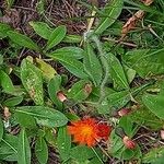 Hieracium aurantiacum Цветок