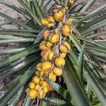 Bromelia pinguin Fruit