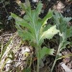 Carlina acanthifoliaLeaf