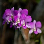 Dendrobium bigibbum Цветок