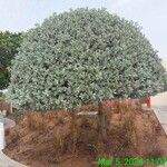 Conocarpus erectus Fuelha
