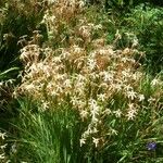 Ixia paniculata Flor