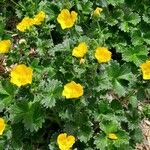 Potentilla megalantha Habit