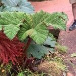 Gunnera insignis Leaf