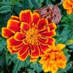 Tagetes erectaFlower