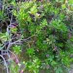 Rhododendron ferrugineum Natur