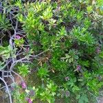 Rhododendron ferrugineum Habit