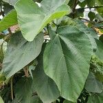 Ficus auriculata Fulla