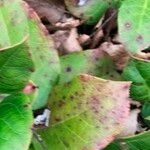Gaultheria shallon Leaf