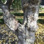 Schinus lentiscifolia Bark