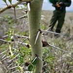 Vachellia seyal Casca