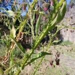 Laggera crispata Flor