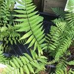 Dryopteris wallichiana ഇല