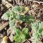 Teucrium botrys Feuille