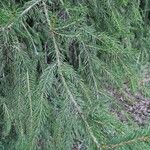 Picea abiesLeaf