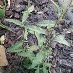 Epilobium lanceolatum Leaf