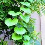 Tinospora crispa Hoja