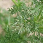 Matricaria discoidea Blatt