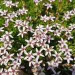 Arenaria purpurascens Blomma