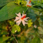 Nyctanthes arbor-tristis Kvet